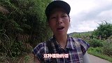 “金钱掉乌龟”你们认识吗？有钱人很喜欢，挖给大家看看