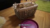 主人家中养了一只肥猫，软软的大脸盘子，看着就好想捏一下！