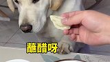 这狗子真讲究，吃个饺子还得蘸醋！