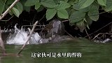 主人买来一个西瓜，小水獭竟然据为己有，主人碰一下就翻脸！