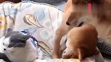 猫咪霸占了狗狗的窝，狗狗立马爆发了，结局笑喷！