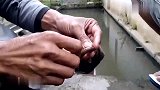 泥鳅当鱼饵，从小溪中拉出十来斤河鳗，村里人都过来围观！