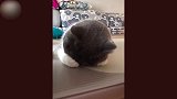 猫咪，你这么趴在桌子上睡着了！还捂住脸！