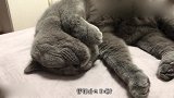平时凶凶的蓝猫睡着后竟然这么可爱！小爪子还不停
