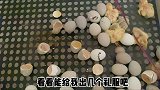 又又又出壳啦～无缝衔接版孵化