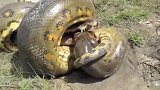 鳄鱼跟蟒蛇果然是宿敌,又一场战斗!