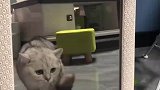 猫咪照镜子对自己动手，自己对自己不顺眼