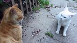 小白猫看见橘猫立马怒了，上前就是一掌：敢跟我抢主人