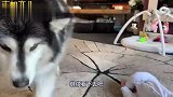 萌娃宝宝非要在二哈面前翻身，猛吸一口气，我会成功的