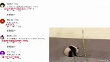 熊猫被竹笋砸到一瞬间，萌翻全世界！外国路人被彻底征服！