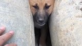 狗子：别笑，先想办法救我出来！
