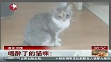 喝醉了的猫咪