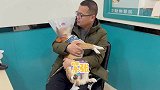 狗狗绝育拆完线3天后，伤口竟然溃烂流血流脓，狗狗吓得快哭了！