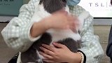 这么可爱背影，梦中情猫吖