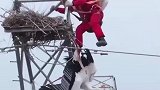 “鸟中国宝”东方白鹳被困53米高塔，电工爬上塔顶解救