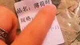 男子网购薄荷叶到货后发现事与愿违