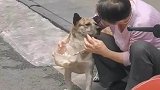 奶奶喂狗，不吃也得吃