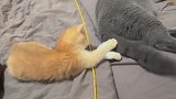 这小猫谁养谁不迷糊