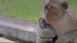 峨眉山猴子最怕的东西，我们生活中经常见到，猴子看到会自动远离