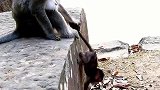 小奶猴拼命挣扎，猴妈就不放手