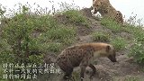 猎豹正在山丘上打望，不料一只鬣狗突然出现，猎豹瞬间出击