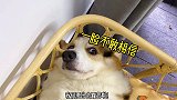 带小短腿去露营，兴奋得尿都不尿了