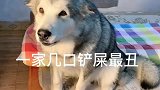 洛洛又跟梁彬吵架了，看它任性的样子太可爱了，都忍住别笑