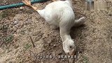 后院突然传来大白鹅的求救声，主人走进一看，发现为时已晚