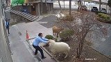 土耳其：五只羊闯入一市政厅引混乱，追逐攻击工作人员
