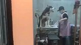 铲屎的，救我呀，这小子要吃我