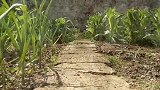 乡土影像：寸地菜园