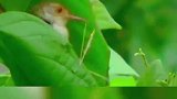 鸟界天才缝纫师，裁缝鸟用嘴穿针引线缝窝
