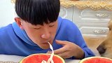 金毛和主人比赛吃面条，金毛吃完竟还去吃主人的，太逗了！
