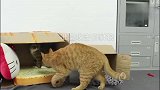胖橘猫铁了心要争夺别猫的地盘，结果又后悔了回自己的窝孵蛋