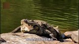 六吨肥硕河马大战鳄鱼，疯起来根本不管你是谁，不服就张嘴干！