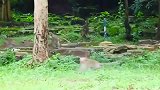 猴子：逗冲过去打，咆哮声划破天际