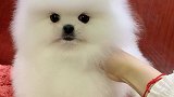 小可爱选的还不错吧