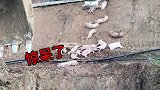 货车整车运猪，结果惊呆了