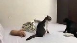 狸花猫和黑猫在吵架, 橘猫, 当我是空气吧, 我睡会你们继续