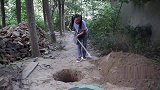大美挖坑做陷阱骗黑妞，结果小石头却掉进去了