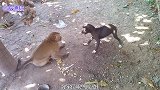这一猴一狗是真的损，换谁也受不了对方这样挑衅，真是太坏了