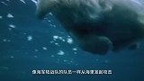 速度与生命-迅猛的捕食者