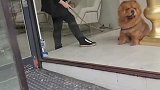 松狮狗狗被迫营业的一天乖不乖呢