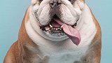 斗牛犬：外表凶猛但是善良稳重