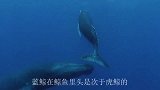 蓝鲸被虎鲸群捕杀，巨大的蓝鲸连五秒钟都没撑到，镜头记录全过程