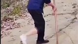 学大爷走路，这鸡太气人了