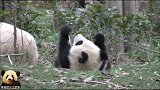 熊猫宝宝坐起来，这个萌胖的小背影简直了，好想抱抱