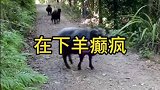 羊癫疯敢挡我的路开大招