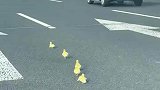 小鸭子闯入高速，车辆纷纷减速避让
