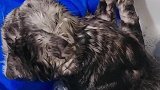 猫：别打扰，我睡的正熟呢！